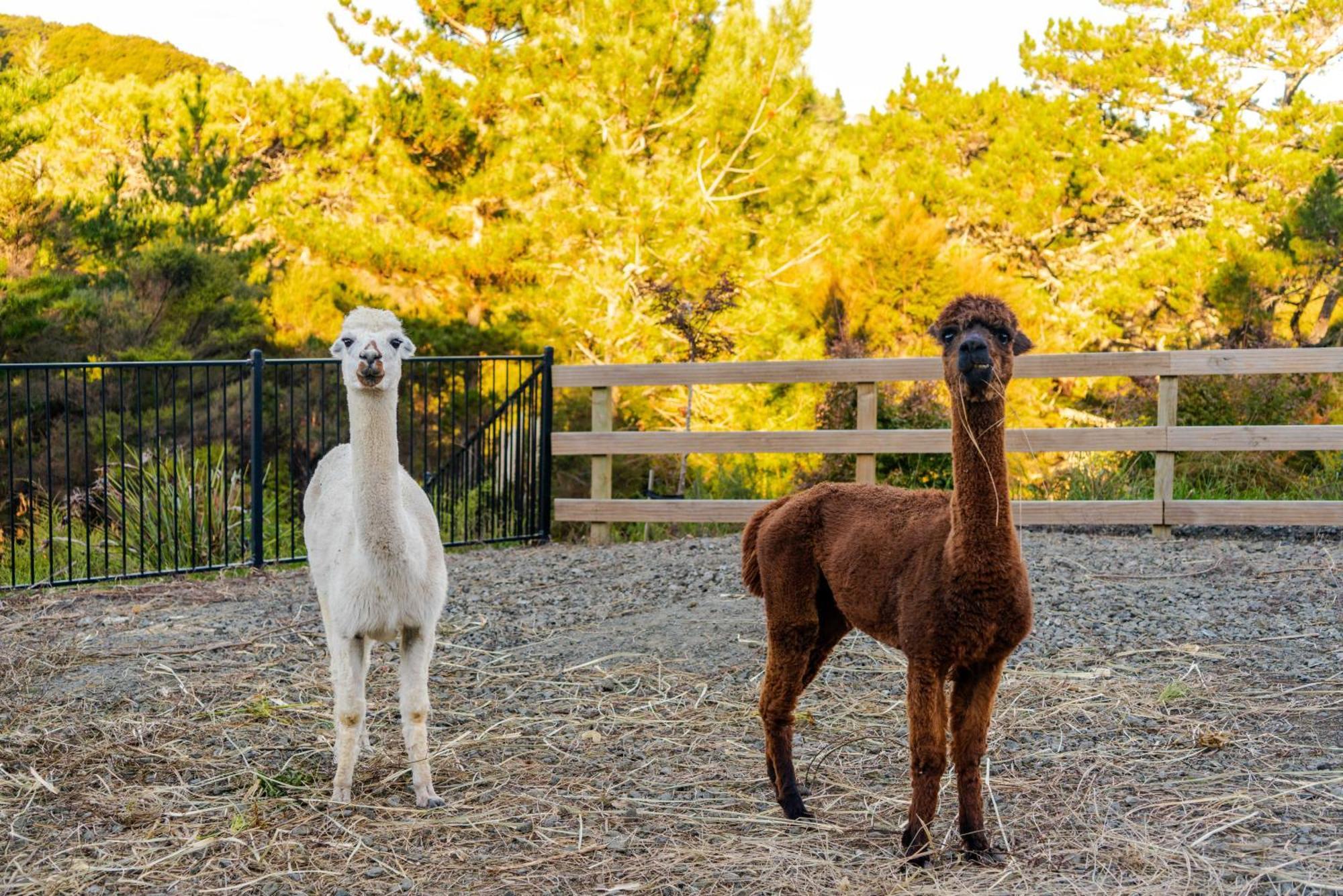 Alpaca Manor Auckland Apartment Екстериор снимка