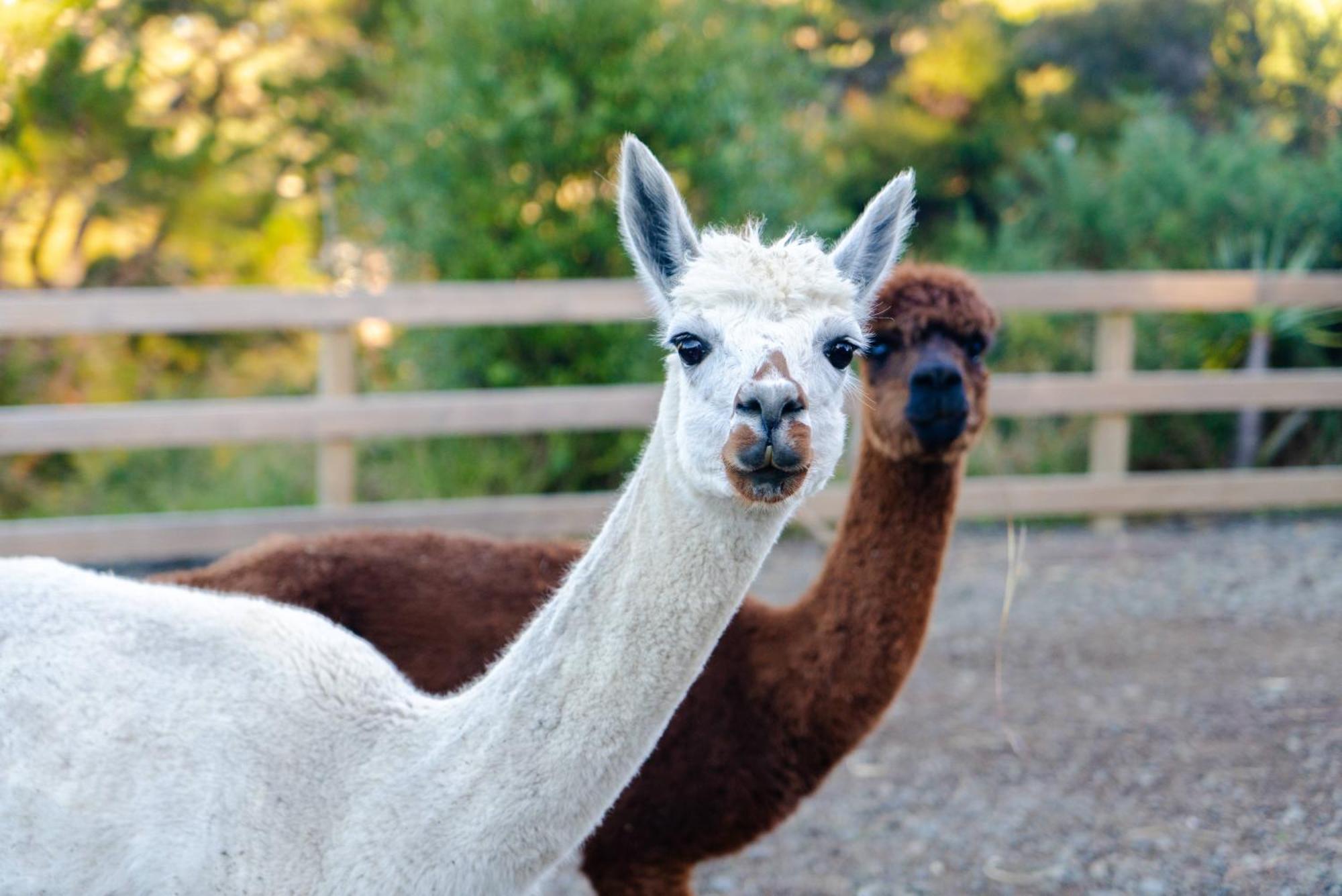 Alpaca Manor Auckland Apartment Екстериор снимка