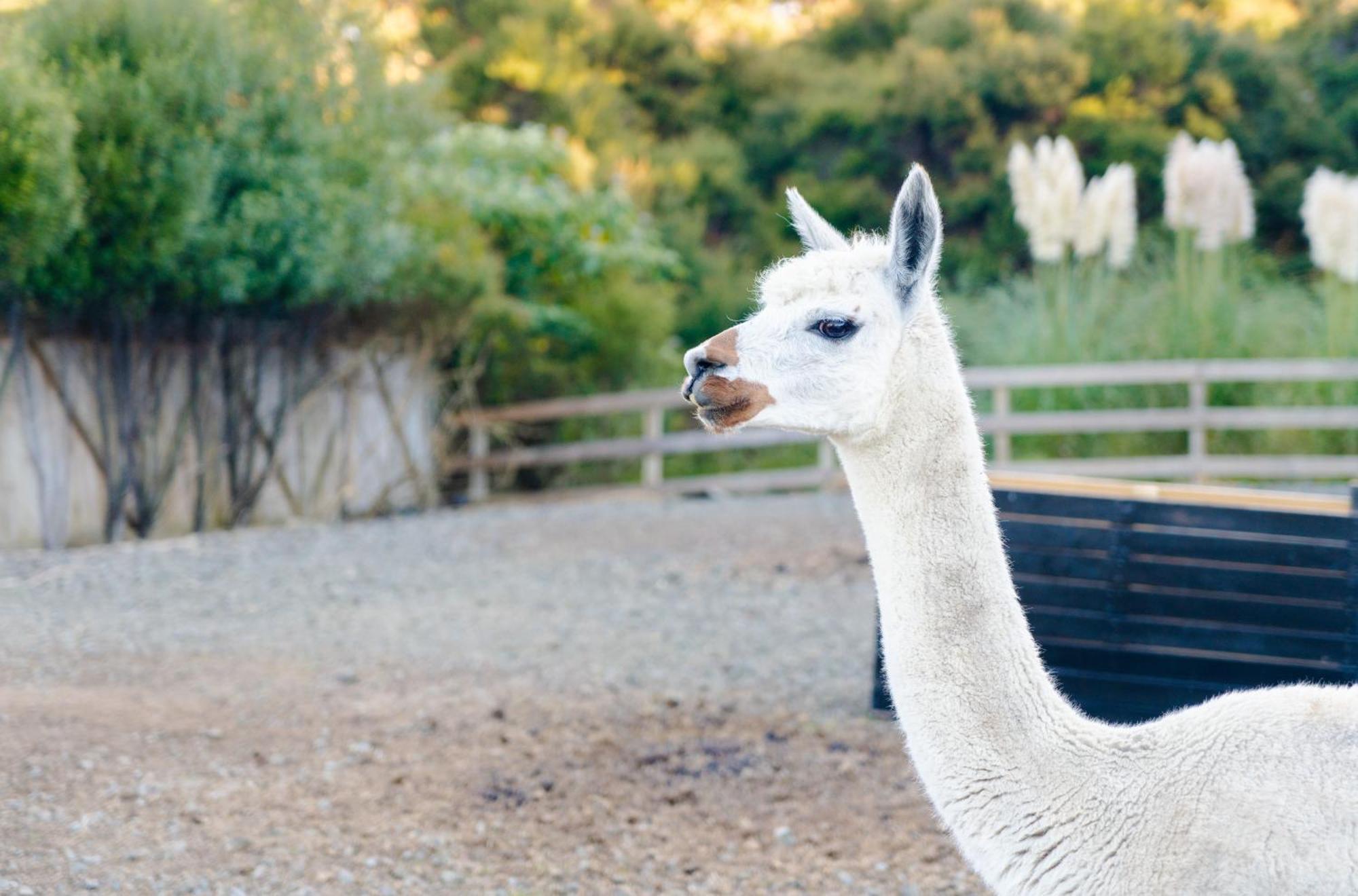 Alpaca Manor Auckland Apartment Екстериор снимка