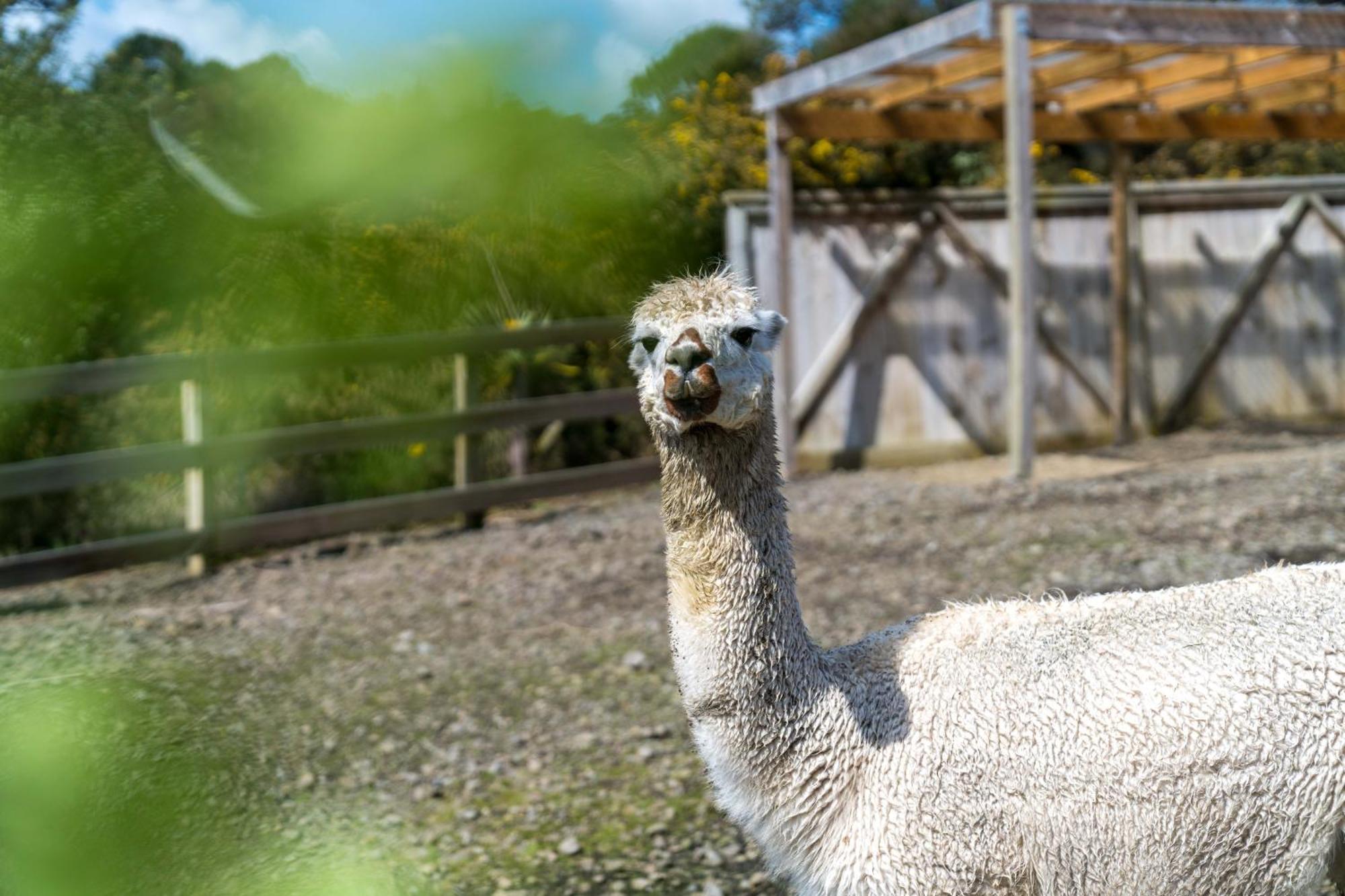 Alpaca Manor Auckland Apartment Екстериор снимка